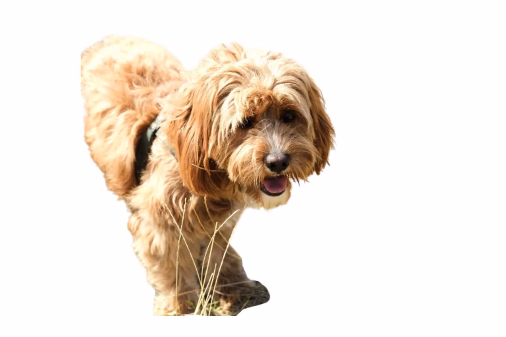 2025-ai-background-removal-tools-comprehensive-review-image-2