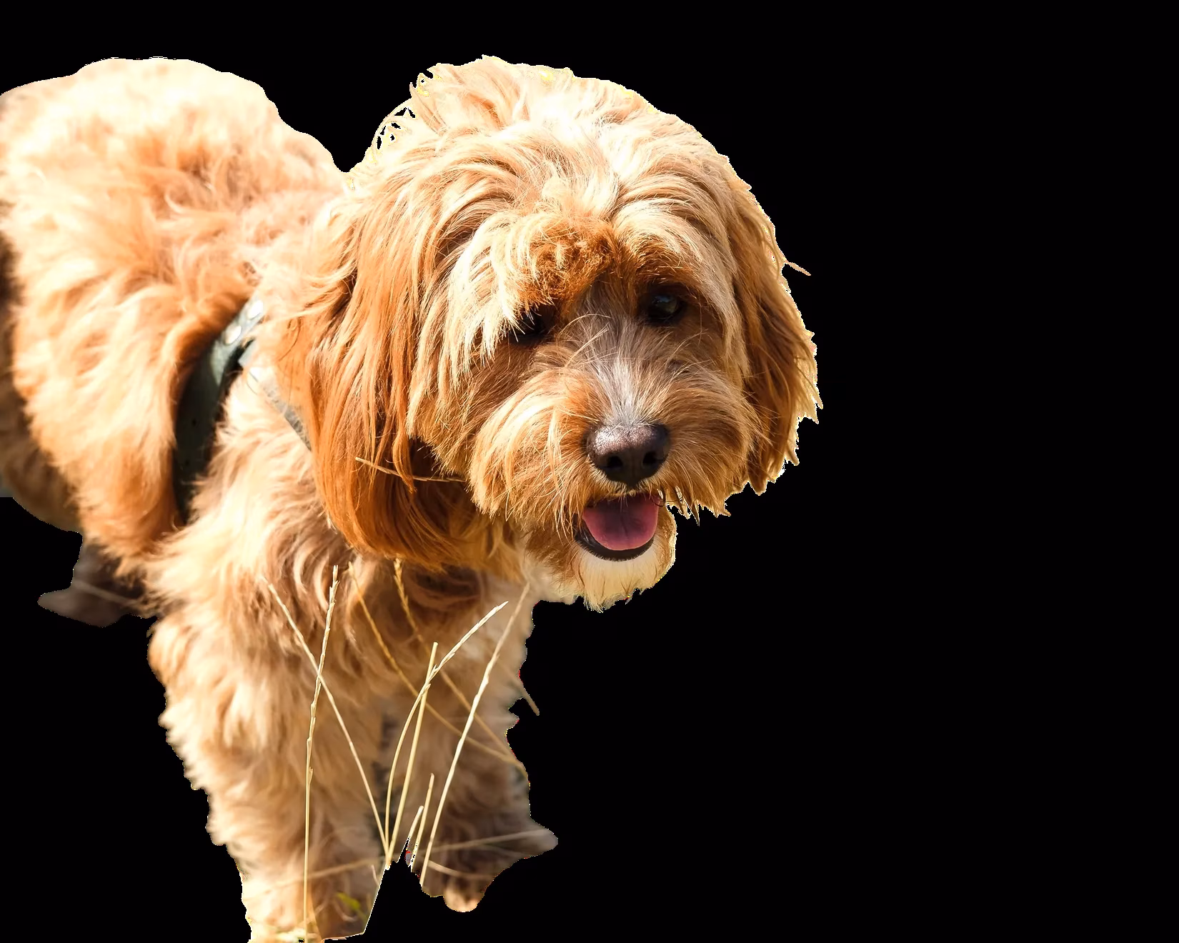 2025-ai-background-removal-tools-comprehensive-review-image-4