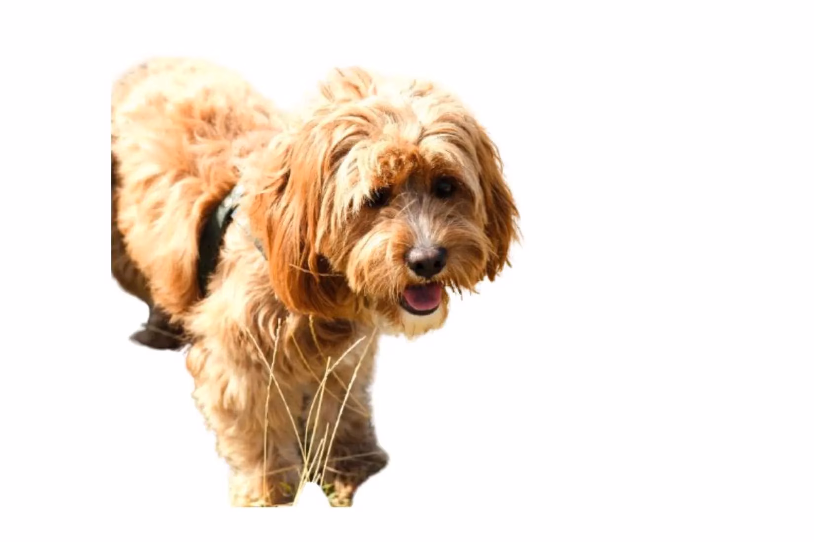 2025-ai-background-removal-tools-comprehensive-review-image-5