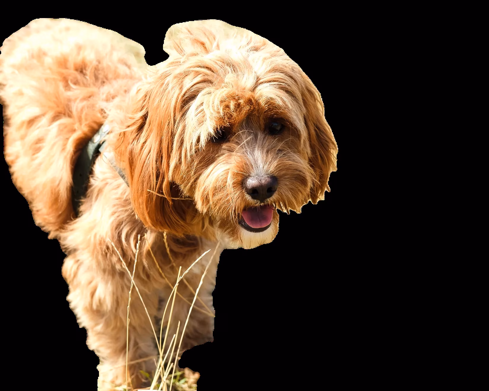 2025-ai-background-removal-tools-comprehensive-review-image-7