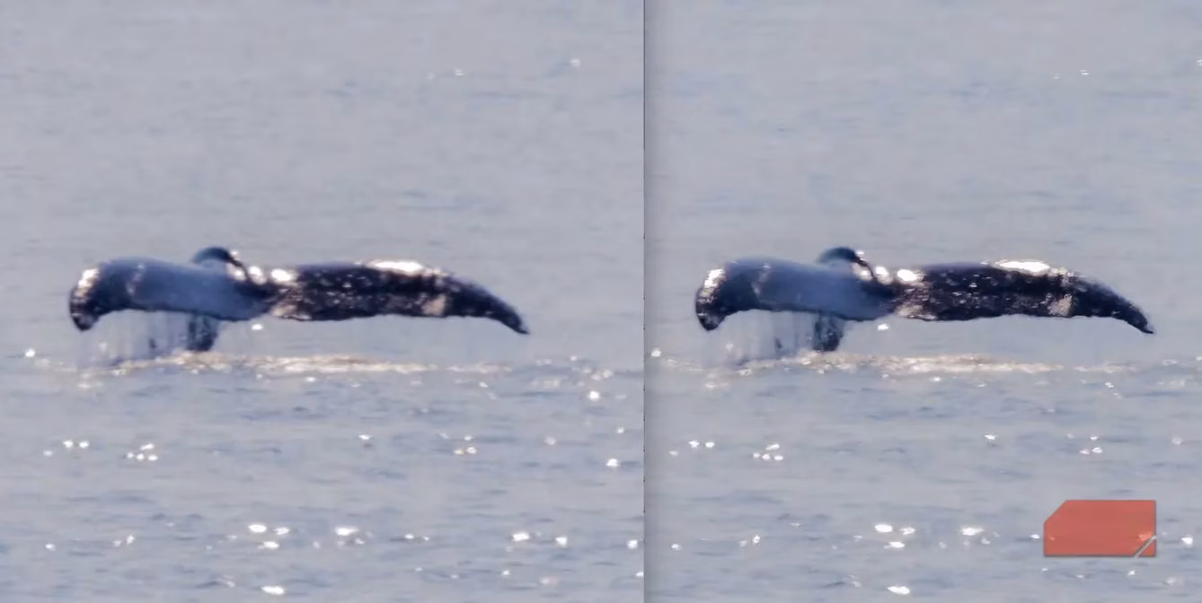 how-ai-rescued-my-blurry-wildlife-photos-image-4